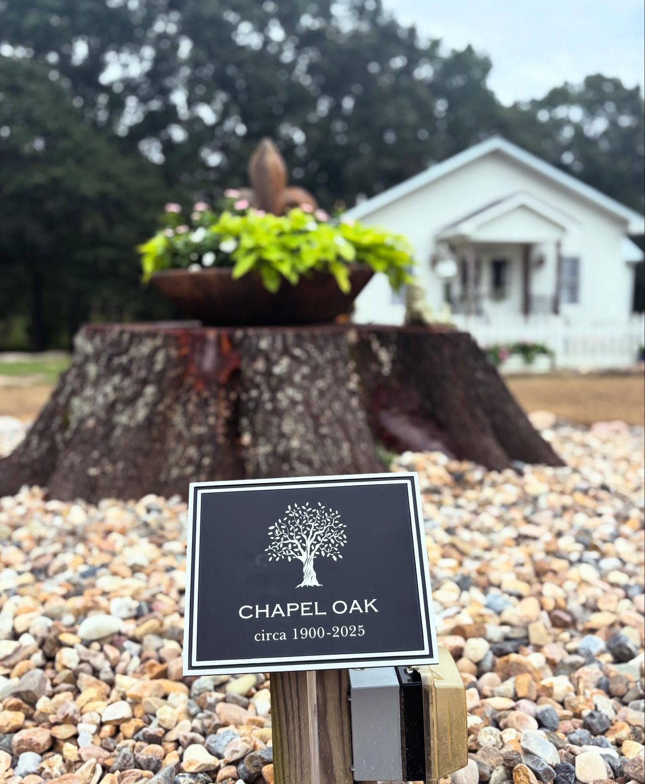A plaque reading Chapel Oak, circa 1900 to 2025, in front of the old oak’s stump and the chapel